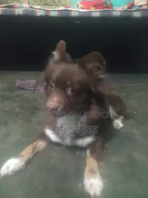Pomeranian Female