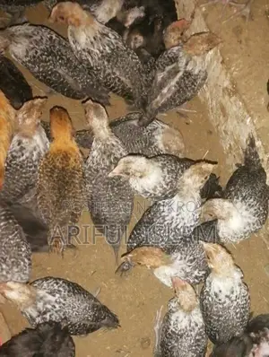ফাওমি মুরগি
