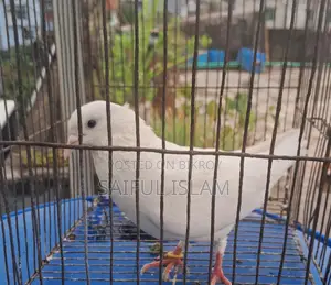 ফেন্সি ও গিরিবাজ কবুতর