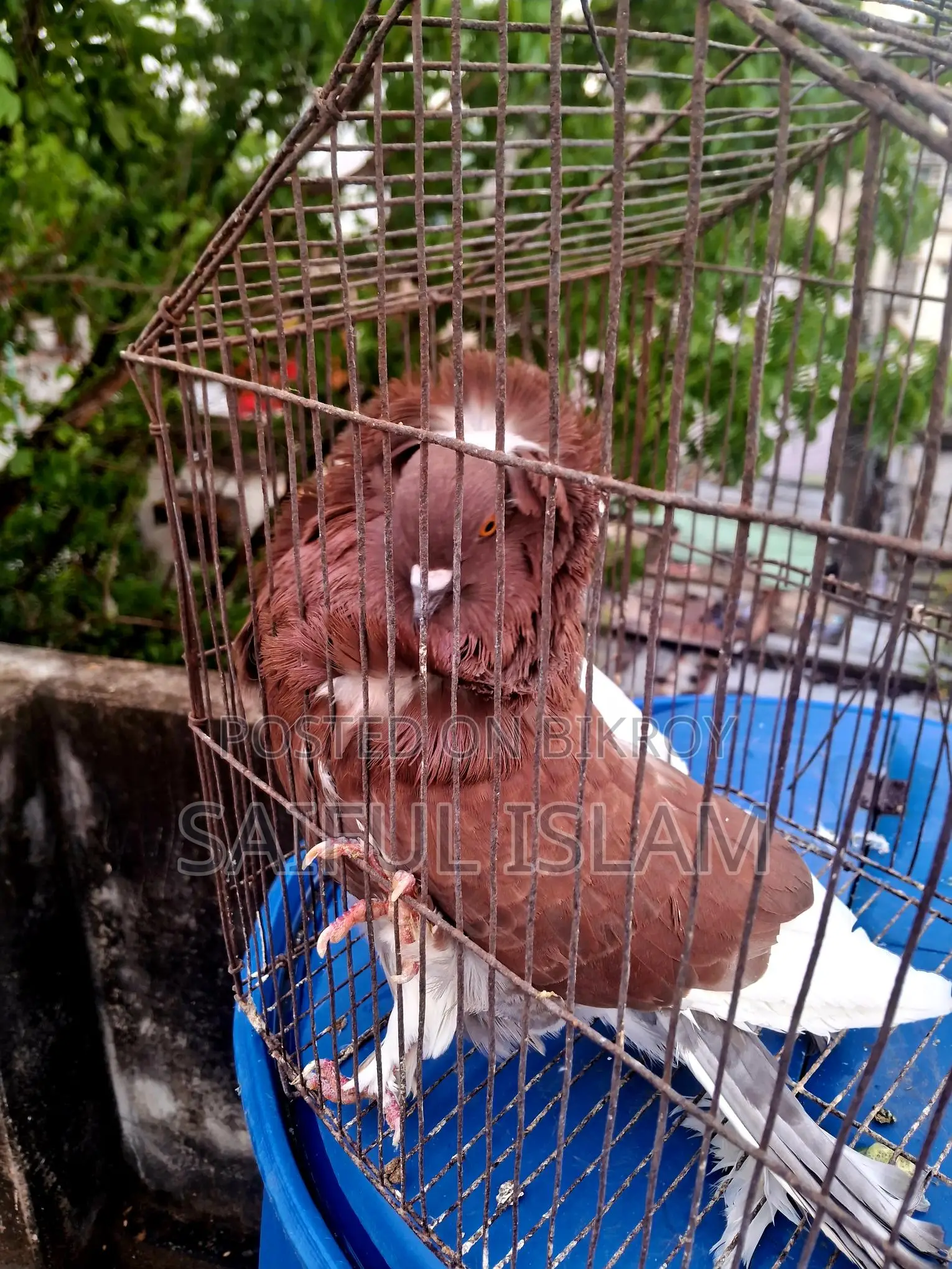 ফেন্সি ও গিরিবাজ কবুতর