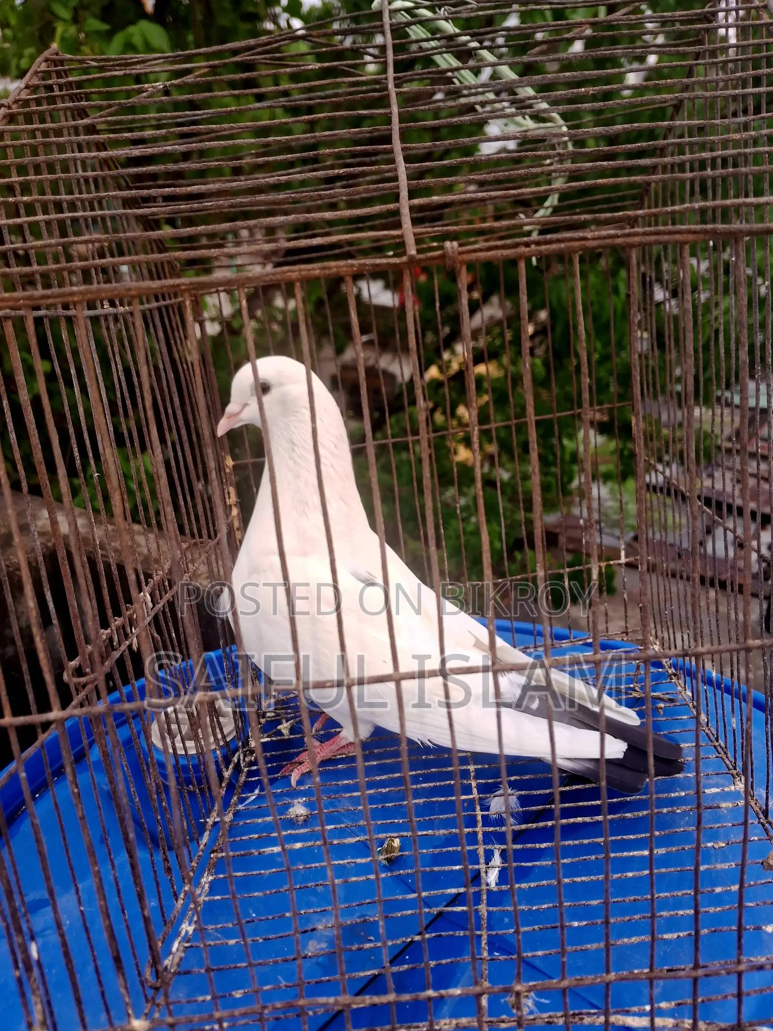 ফেন্সি ও গিরিবাজ কবুতর