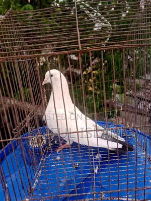ফেন্সি ও গিরিবাজ কবুতর