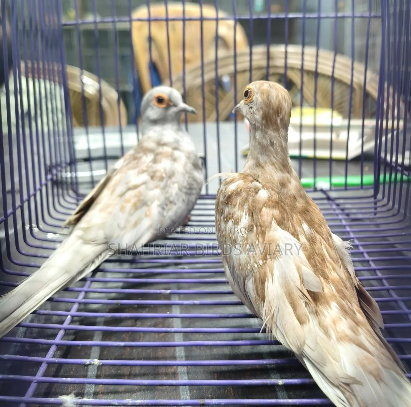 Red Diamond Dove (Running Pair)