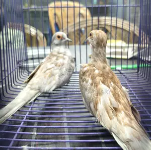 রেড ডায়মন্ড ডাভ (রানিং পেয়ার)