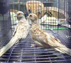Red Diamond Dove (Running Pair)