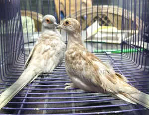 Red Diamond Dove (Running Pair)