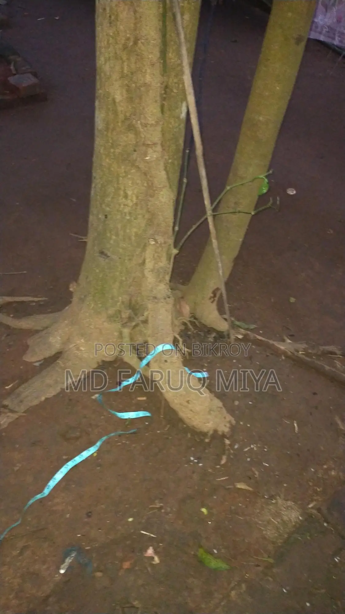 চুই ঝাল গাছ বিক্রি করা হবে