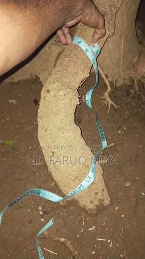 চুই ঝাল গাছ বিক্রি করা হবে
