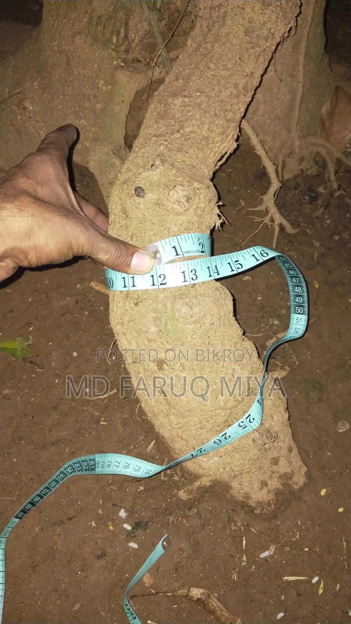 চুই ঝাল গাছ বিক্রি করা হবে