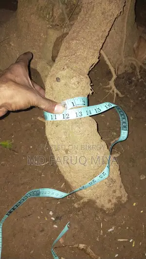 চুই ঝাল গাছ বিক্রি করা হবে