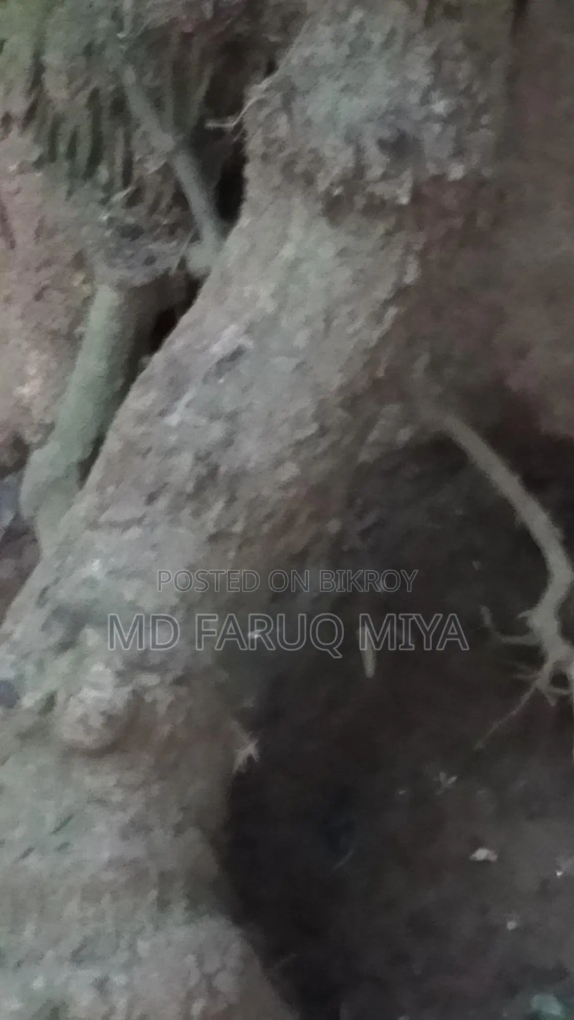 চুই ঝাল গাছ বিক্রি করা হবে