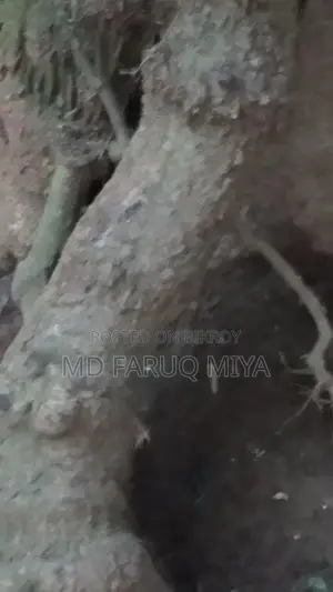 চুই ঝাল গাছ বিক্রি করা হবে