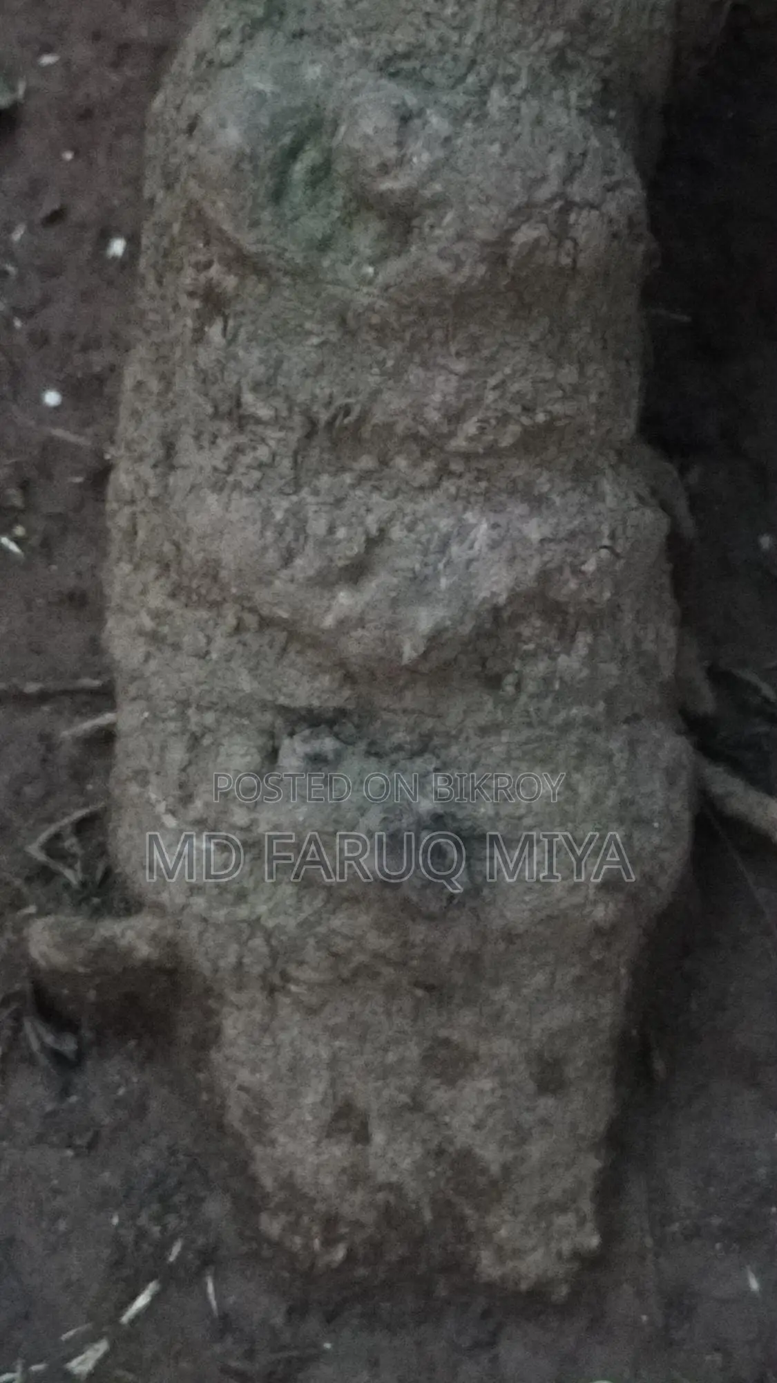 চুই ঝাল গাছ বিক্রি করা হবে