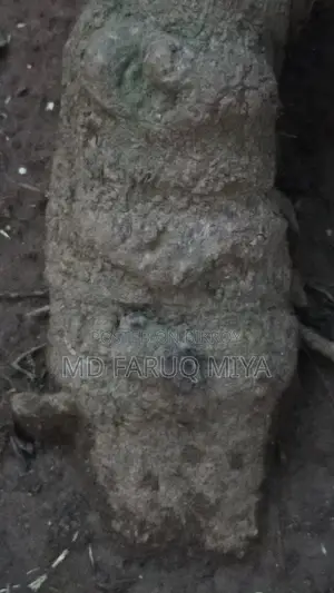 চুই ঝাল গাছ বিক্রি করা হবে