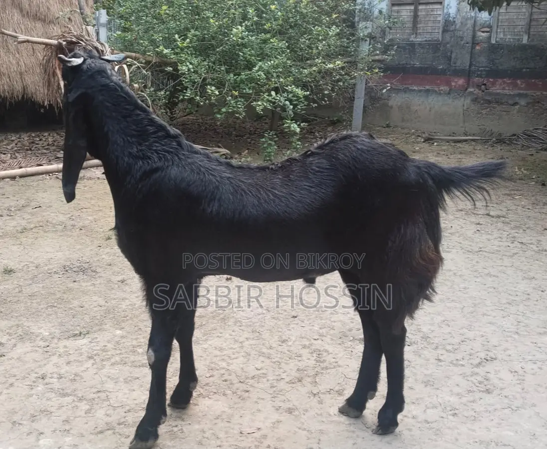 একটি হরিয়ানা খাসি ছাগল কুরবানির জন্য একটা বিক্রয় করা হবে