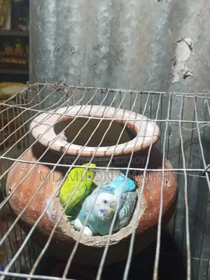 বার জিগার