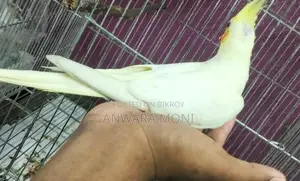 Cockatiel Bird Tame
