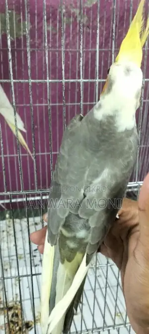 Cockatiel Bird Tame