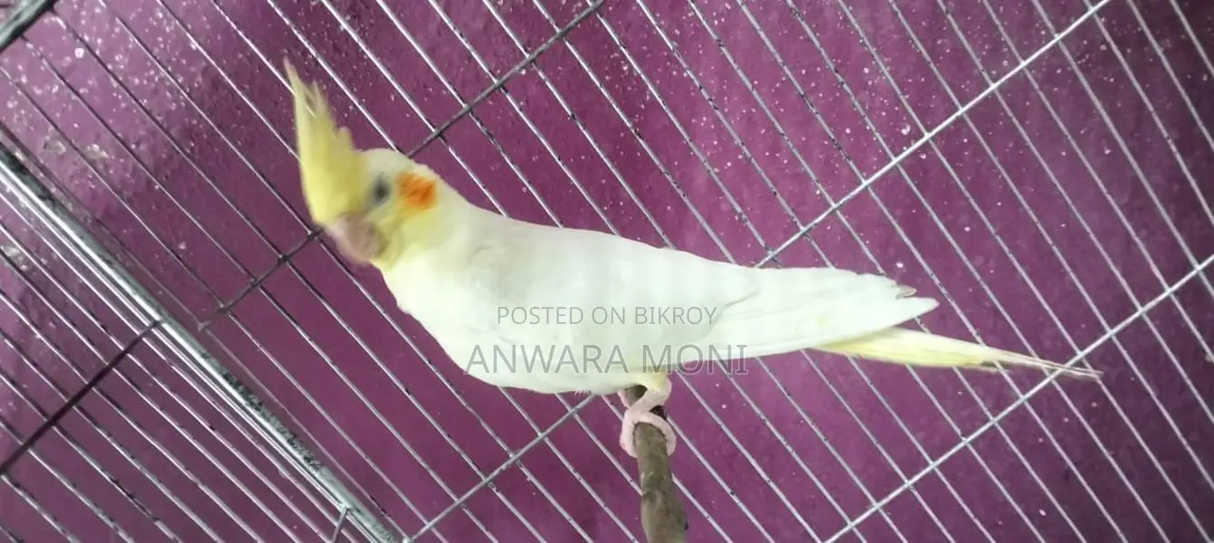 Cockatiel Bird Tame