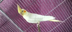 Cockatiel Bird Tame