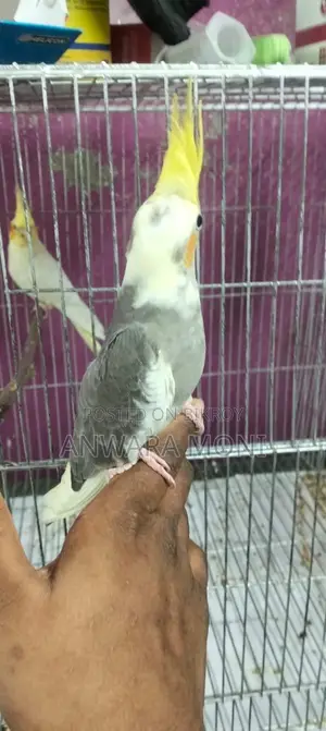 Cockatiel Bird Tame