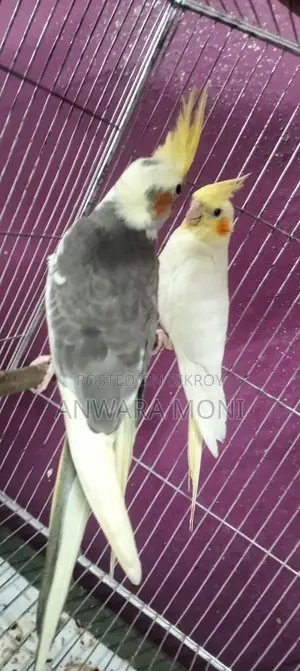 Cockatiel Bird Tame