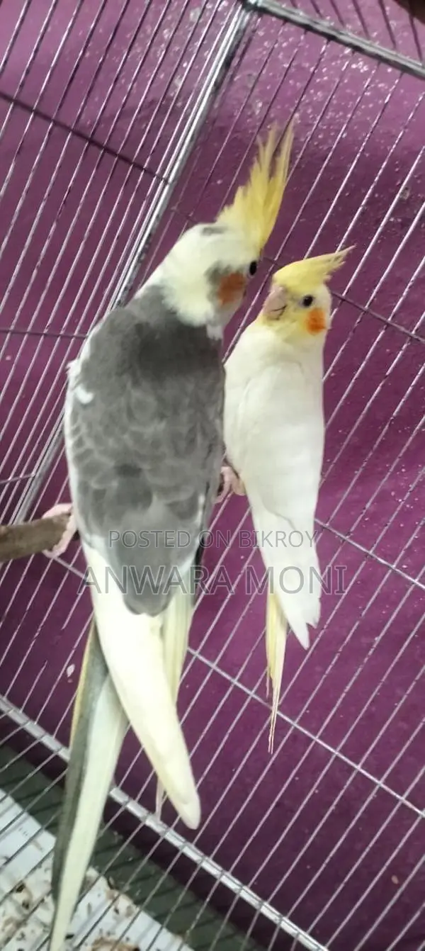 Cockatiel Bird Tame