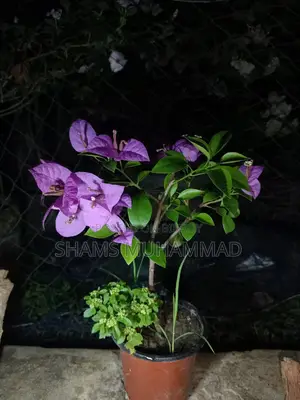 বোগেনভিলিয়া