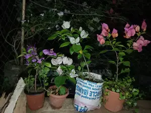 বোগেনভিলিয়া