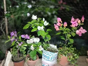 বোগেনভিলিয়া