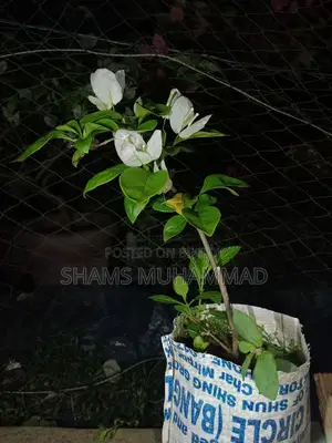 বোগেনভিলিয়া
