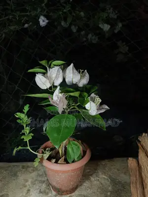 বোগেনভিলিয়া