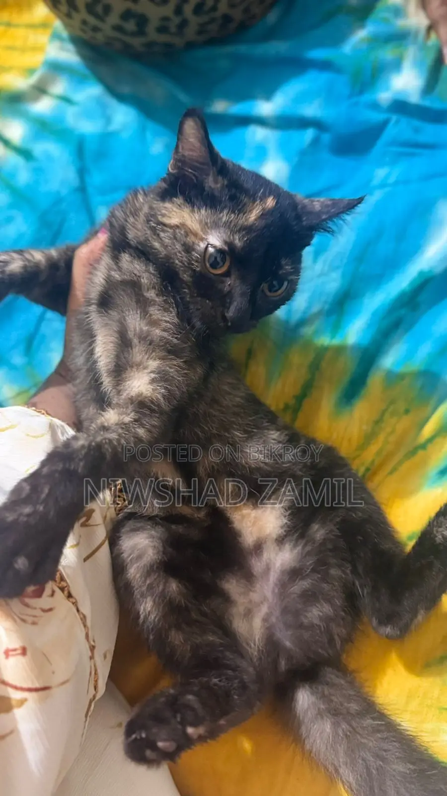 Mixed Breed Female Kitten