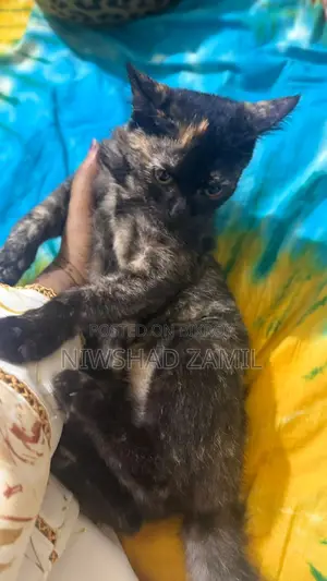 Mixed Breed Female Kitten