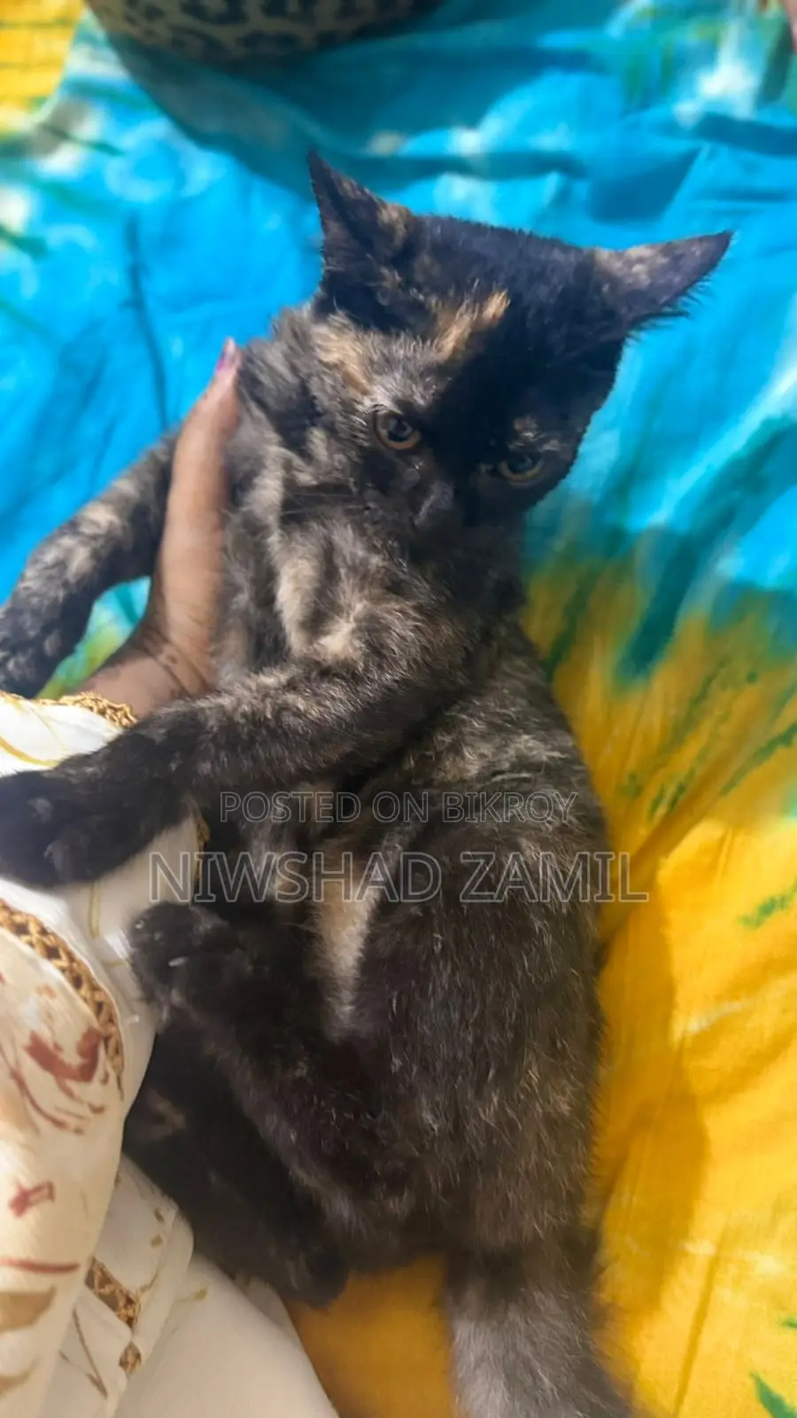 Mixed Breed Female Kitten