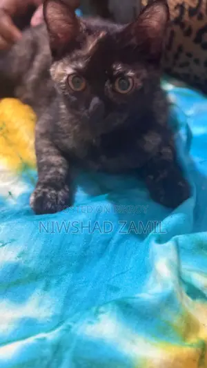 Mixed Breed Female Kitten