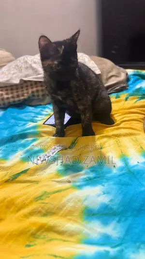 Mixed Breed Female Kitten
