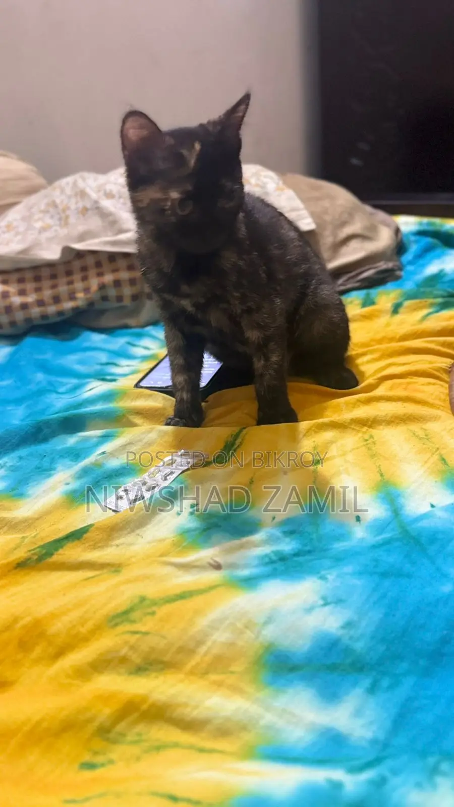 Mixed Breed Female Kitten