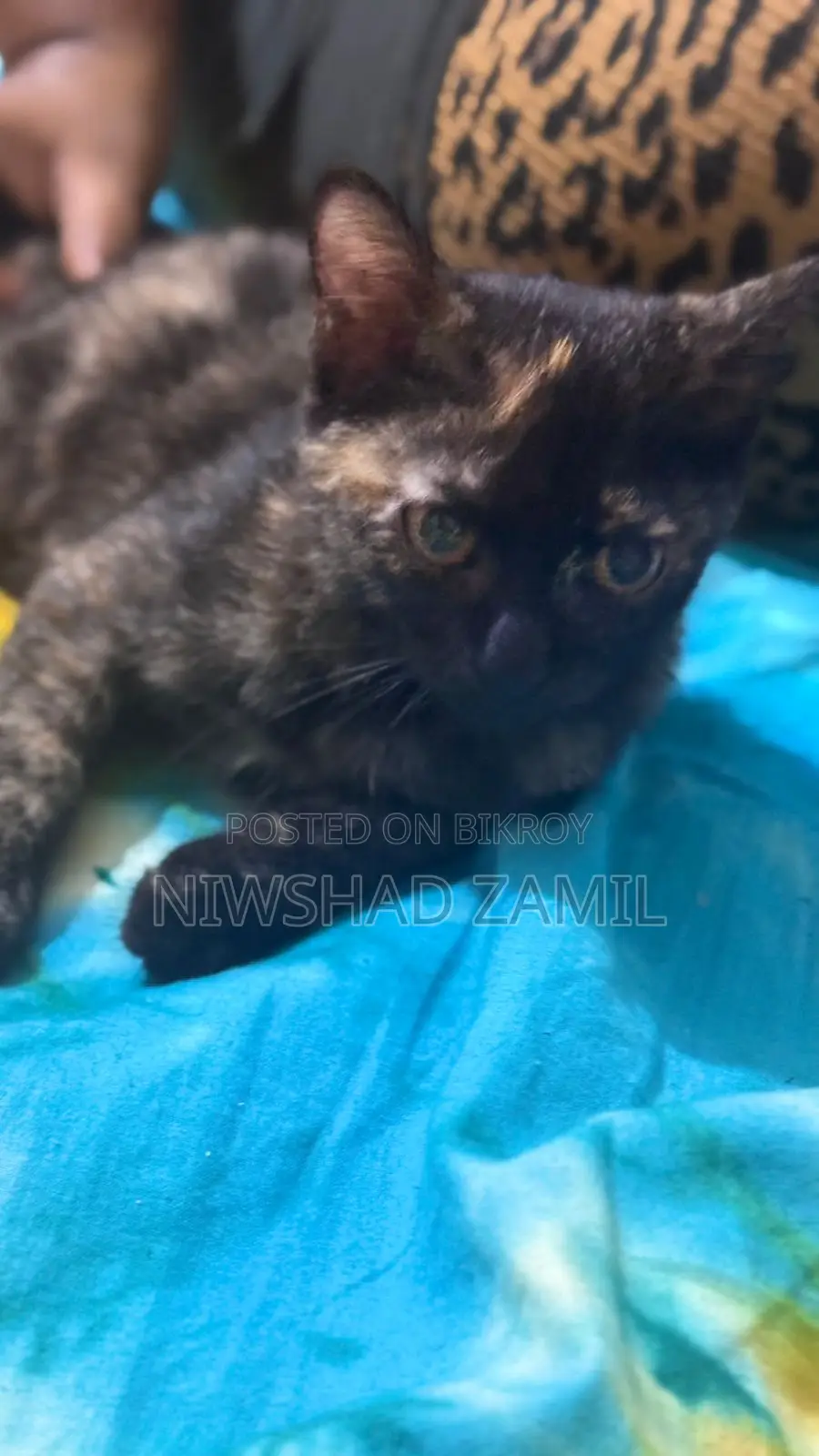 Mixed Breed Female Kitten