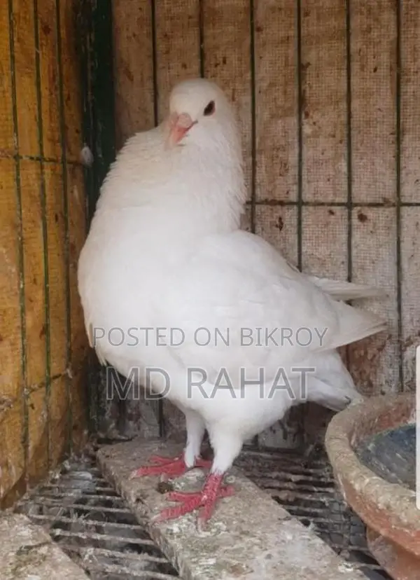 মাশাআল্লাহ, একটা সাদা কিং নর রানিং কবুতর সেল হবে ডিম বাচ্চা গ্যারান্টি