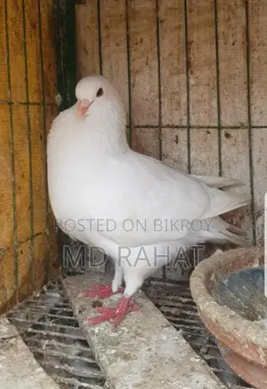 মাশাআল্লাহ, একটা সাদা কিং নর রানিং কবুতর সেল হবে ডিম বাচ্চা গ্যারান্টি