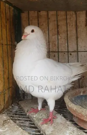 মাশাআল্লাহ, একটা সাদা কিং নর রানিং কবুতর সেল হবে ডিম বাচ্চা গ্যারান্টি