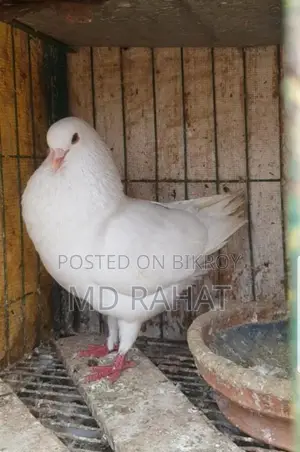মাশাআল্লাহ, একটা সাদা কিং নর রানিং কবুতর সেল হবে ডিম বাচ্চা গ্যারান্টি