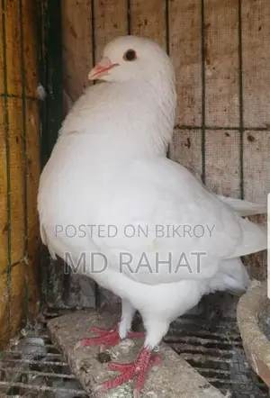 মাশাআল্লাহ, একটা সাদা কিং নর রানিং কবুতর সেল হবে ডিম বাচ্চা গ্যারান্টি
