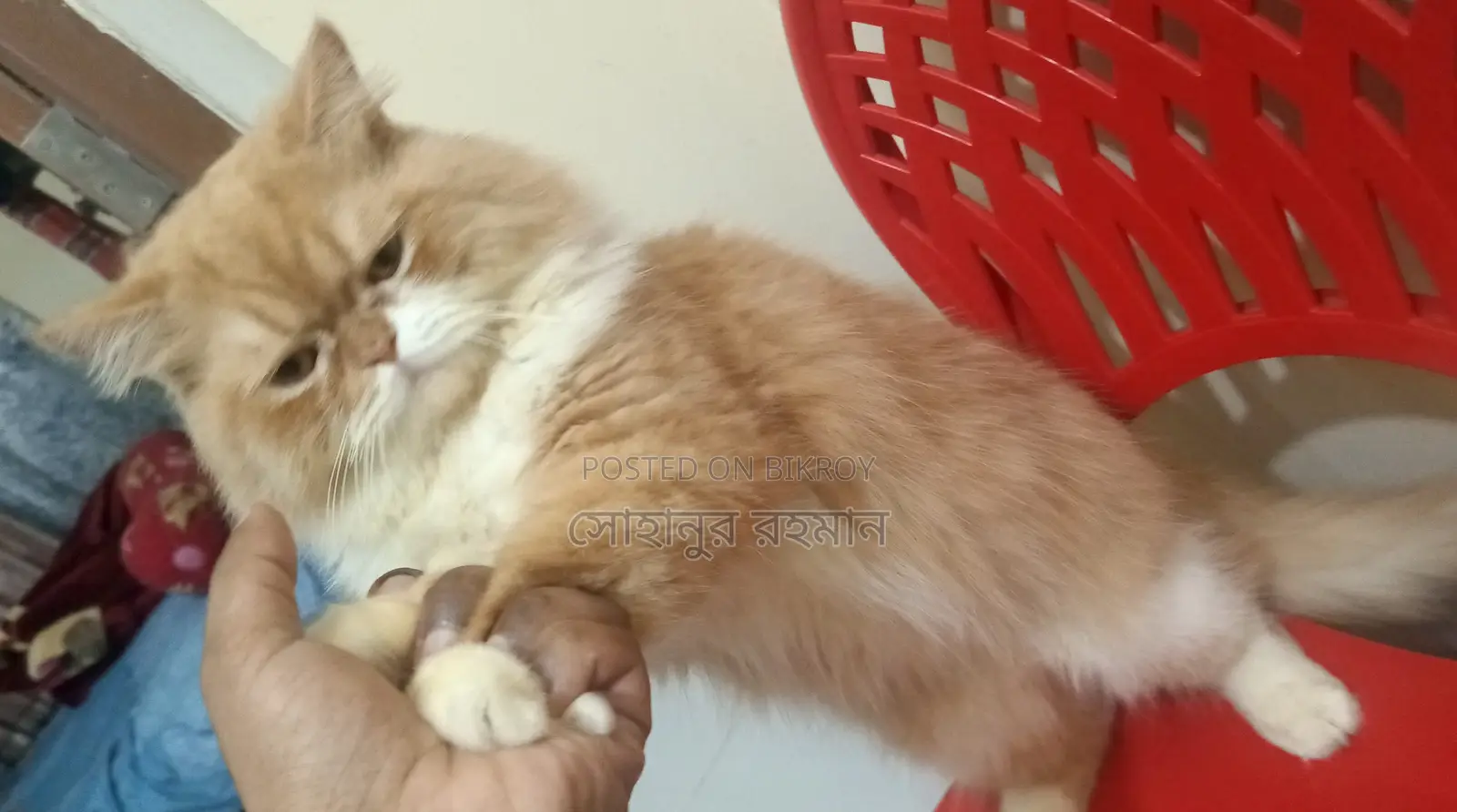 পারশিয়ান বিড়াল //সকল খাবার খায় // কেট ফুড লাগবে না