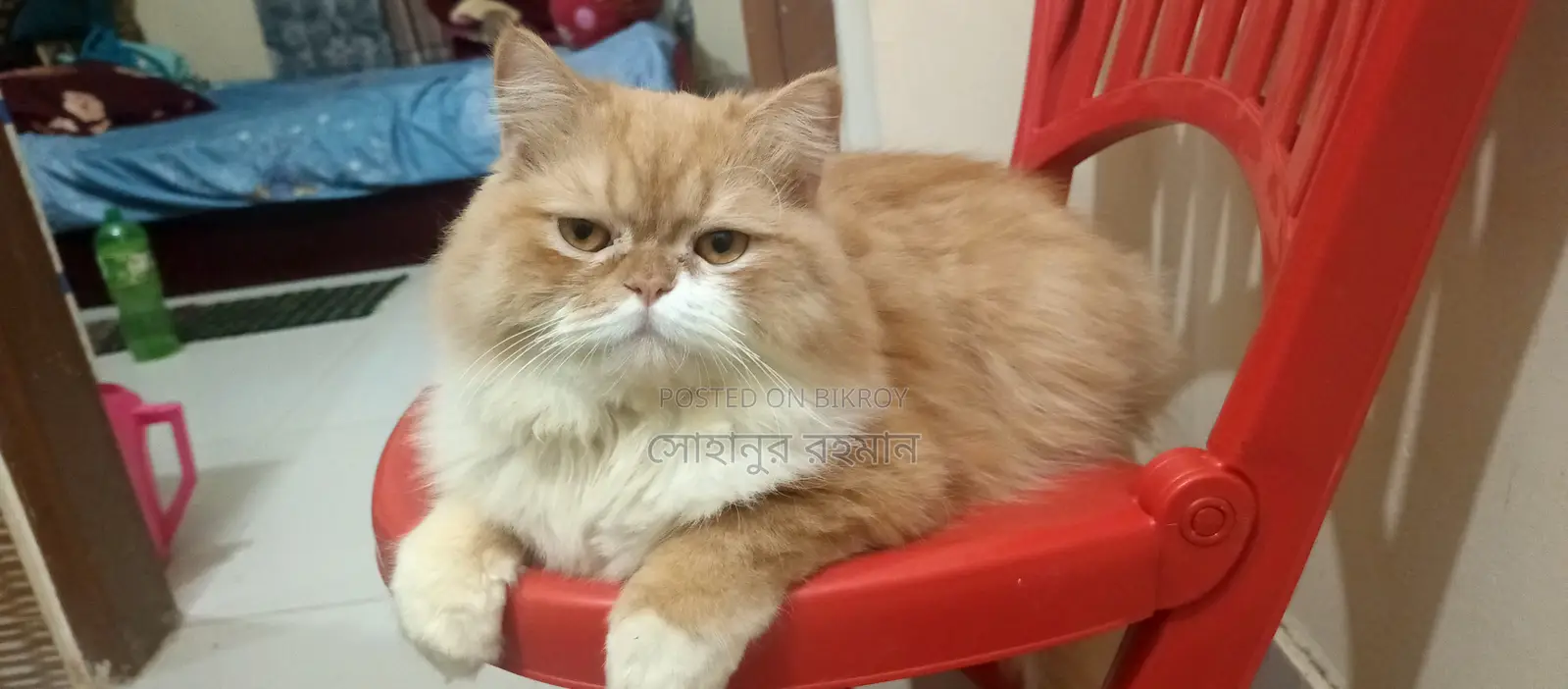 পারশিয়ান বিড়াল //সকল খাবার খায় // কেট ফুড লাগবে না