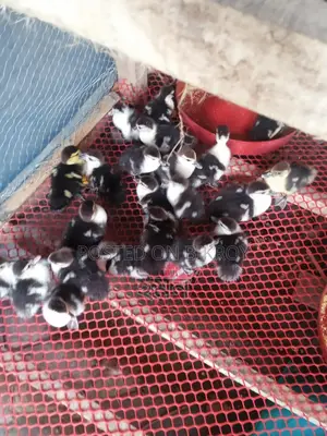 চিনা হাঁস বাচ্চা