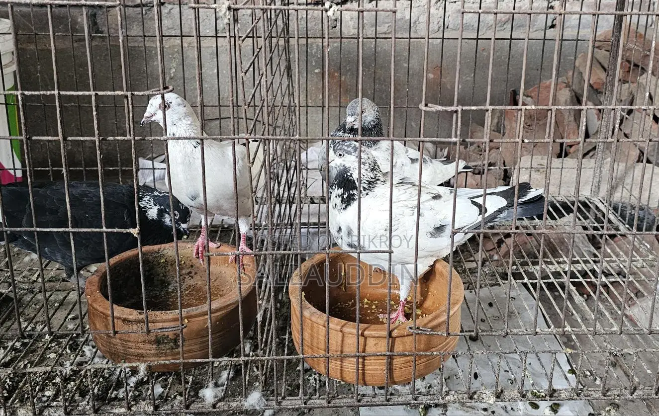 কাগজি ও গিরিবাজ জোড়া