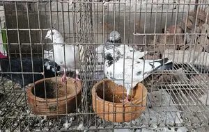 কাগজি ও গিরিবাজ জোড়া