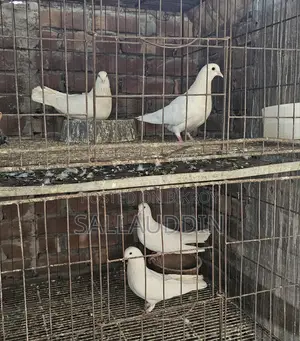 কাগজি ও গিরিবাজ জোড়া